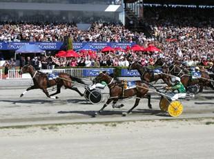 NZ Cup and Show Week