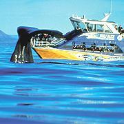 Whale Watch Kaikoura, NZ