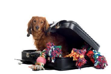 Pet friendly