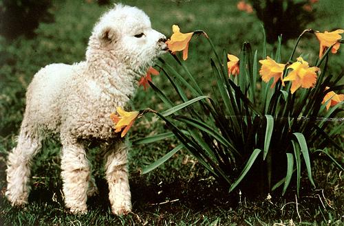 Chirstchurch Spring Lamb